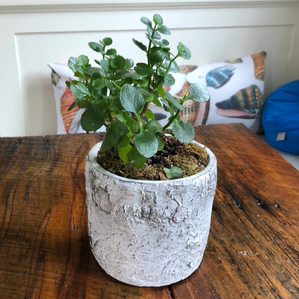 Meet your Posher, Rosemary